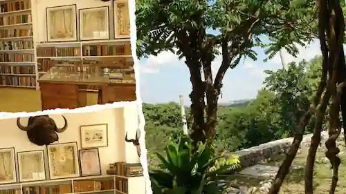 Árbol en el jardín